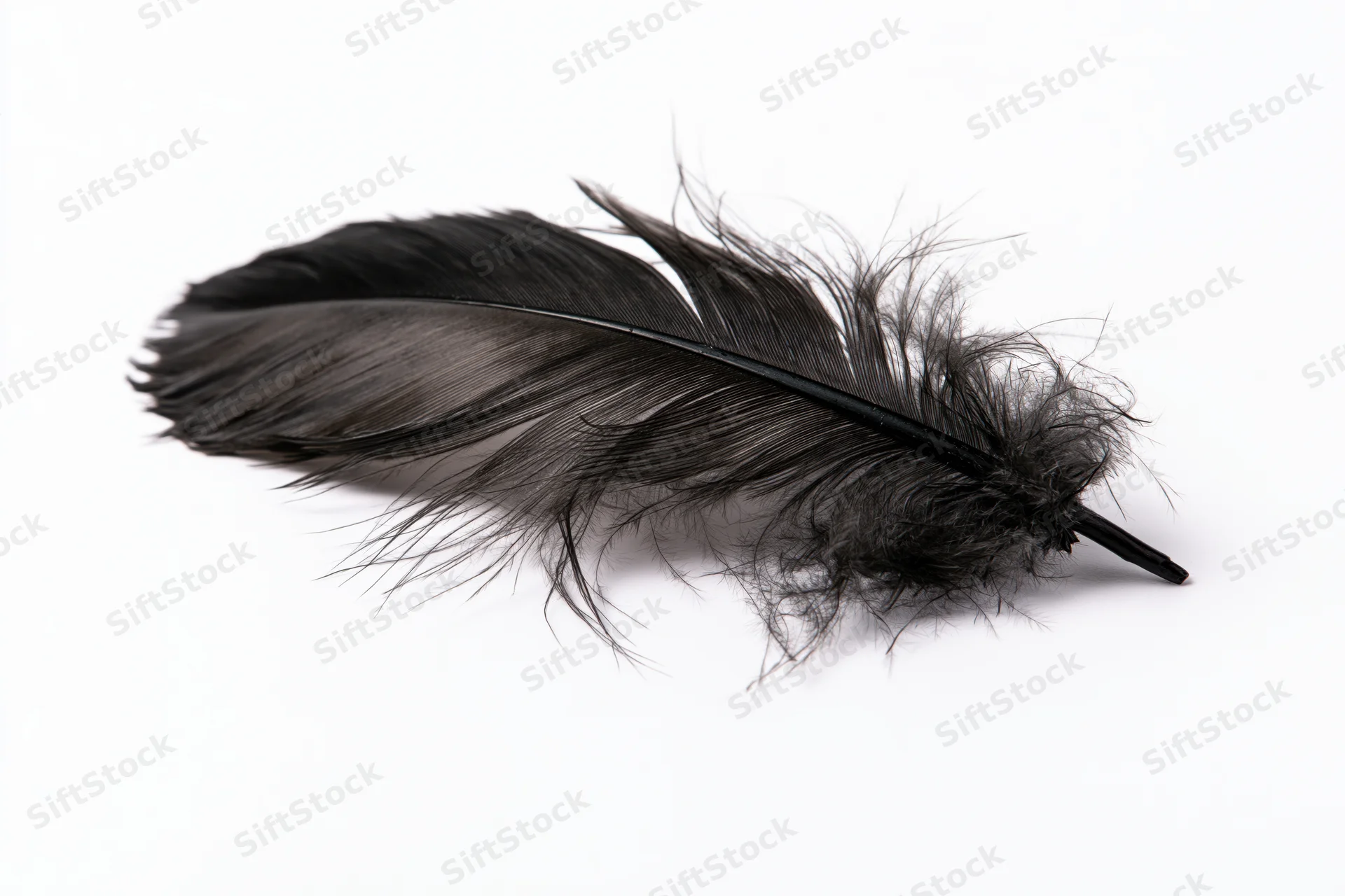 Single black feather lying flat on white background