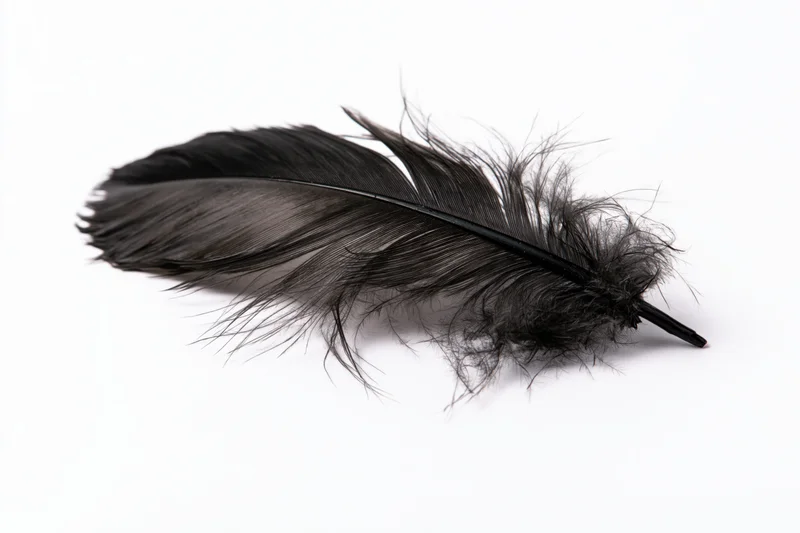 Single black feather lying flat on white background