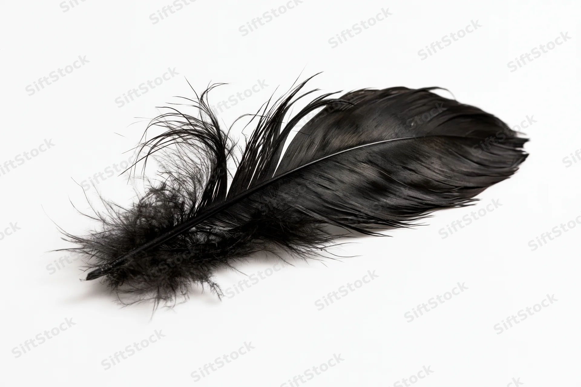 Black feather lying flat on white background