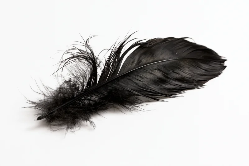 Black feather lying flat on white background