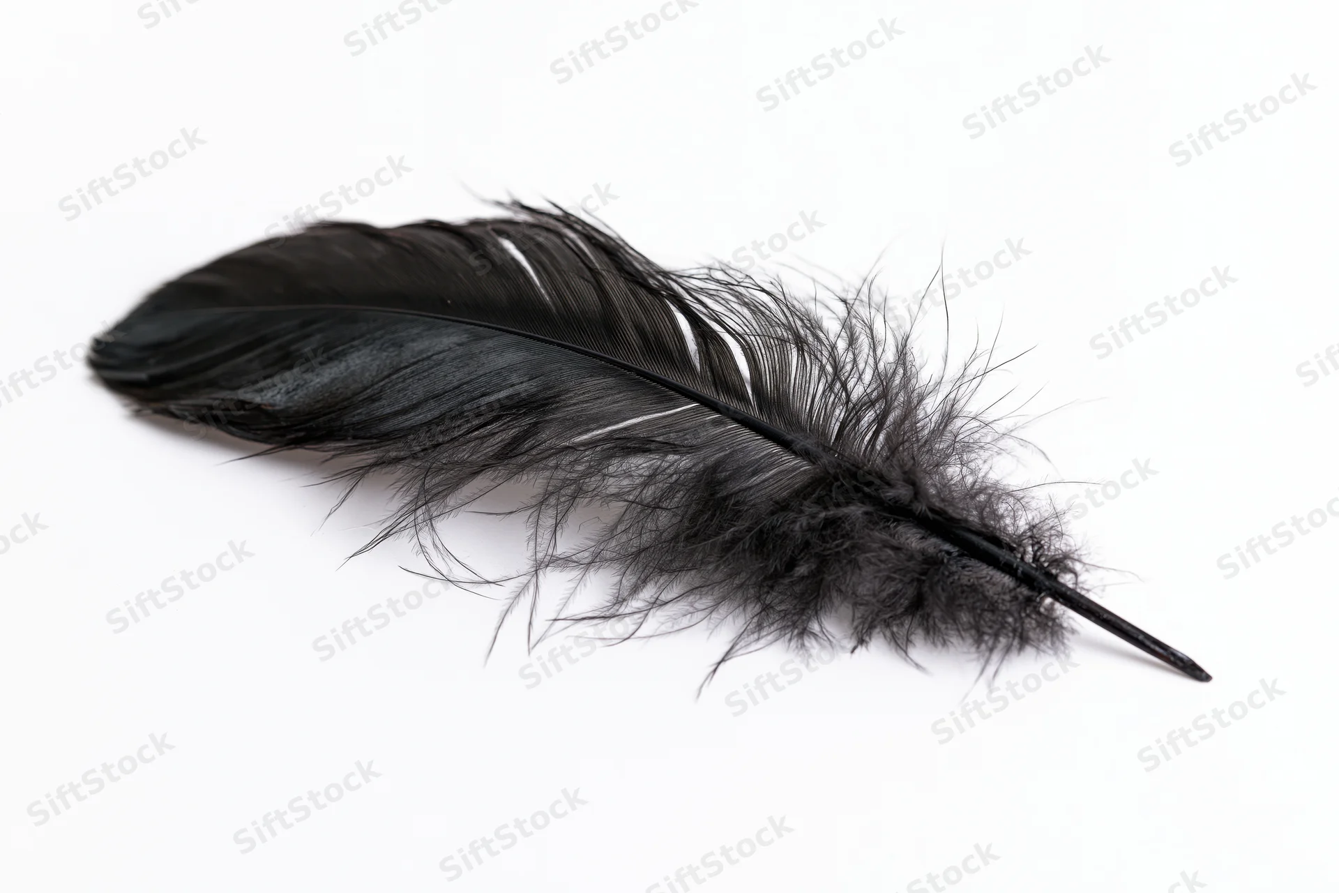 Single black feather lying flat on white background