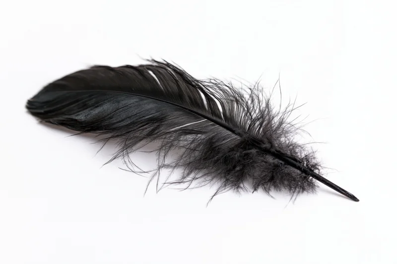 Single black feather lying flat on white background