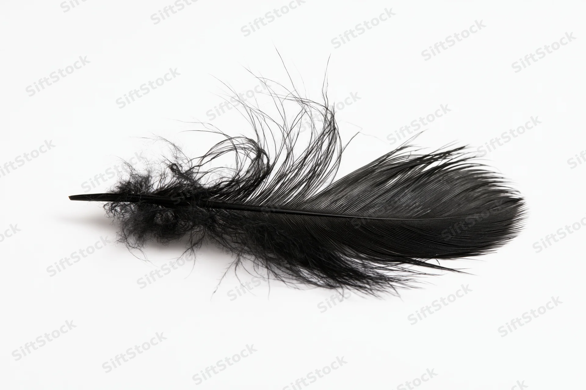 Black feather lying flat on white background