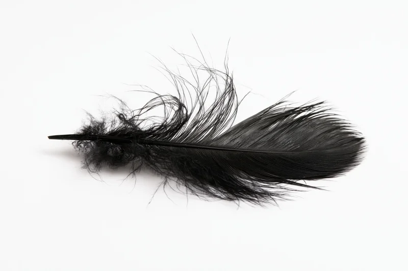 Black feather lying flat on white background