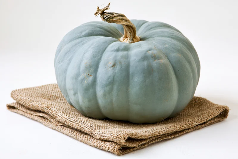 Blue-grey heirloom pumpkin resting on folded burlap fabric against white background