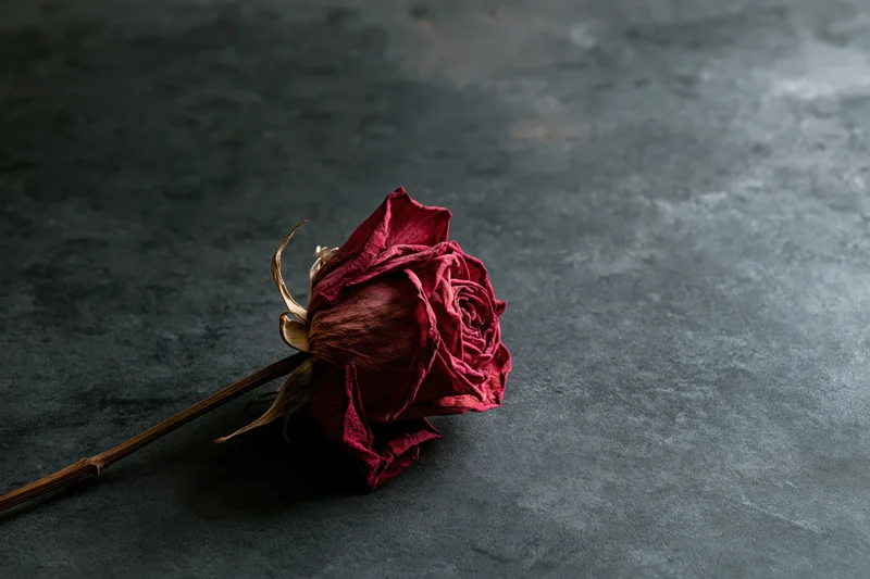Dried red rose lying on dark charcoal surface