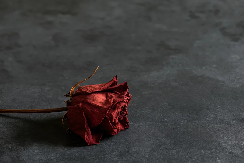 Dried red rose lying on dark charcoal surface