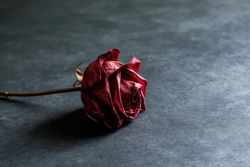 Dried red rose lying on dark charcoal surface