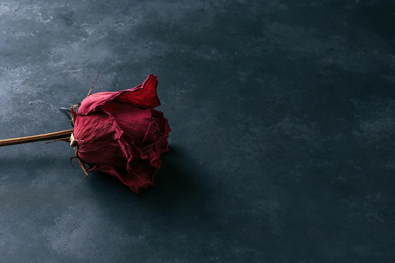 Dried red rose lying on dark charcoal surface
