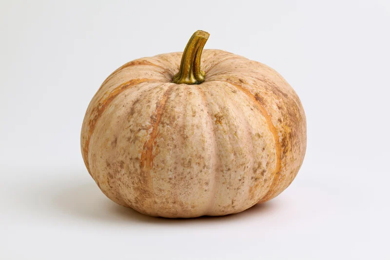 A single mottled tan and russet pumpkin with deep ribs and a stem on a white background