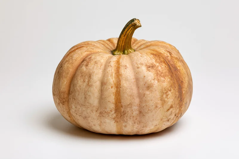 A flat pumpkin with mottled tan and russet skin and deep ribs on a white background