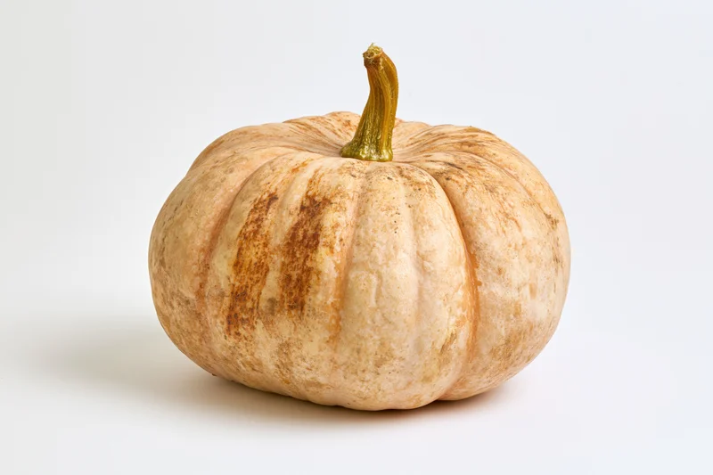 A flat pumpkin with mottled tan and russet skin and a green stem on a white background