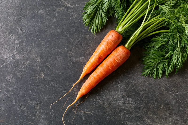 Two fresh carrots with green tops lying on a dark stone surface