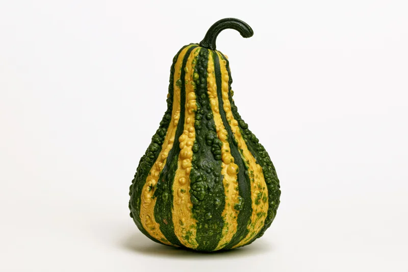 Ornamental gourd with green and yellow stripes and bumpy texture standing upright on white background