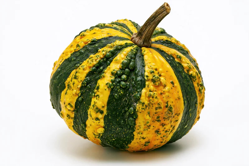 Ornamental gourd with green and yellow stripes and warty texture on white background