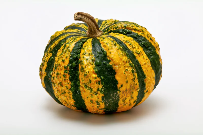 Ornamental gourd with green and yellow stripes and bumpy texture on white background