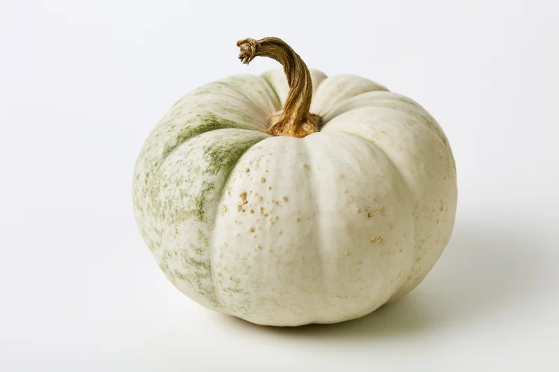 Pale white-green pumpkin with dried brown stem on white background