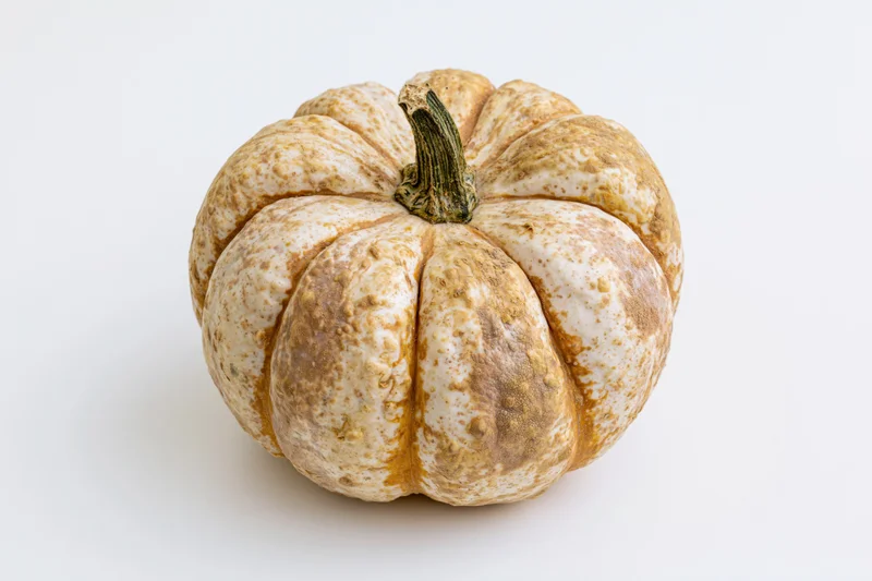 A ribbed mottled pumpkin with a green stem on a white surface