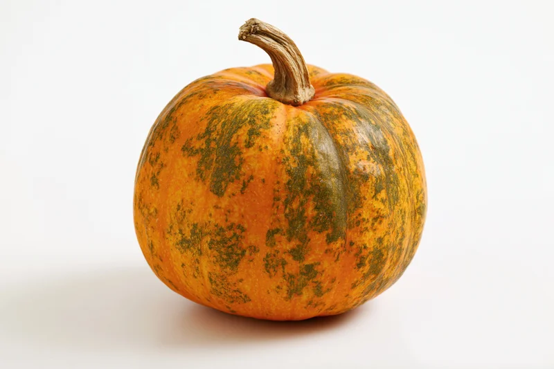 Small round pumpkin with dry woody stem on white background