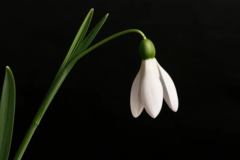 Single snowdrop flower drooping on its stem against black background