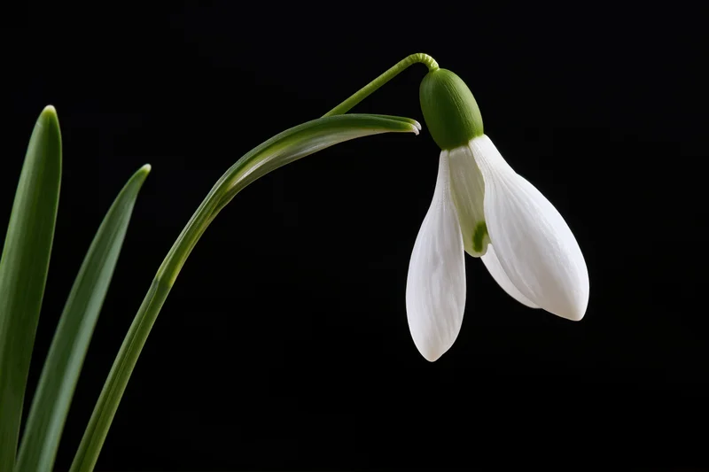 Single snowdrop flower drooping on its stem against black background
