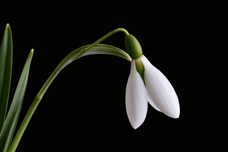 Single snowdrop flower drooping on its stem against black background
