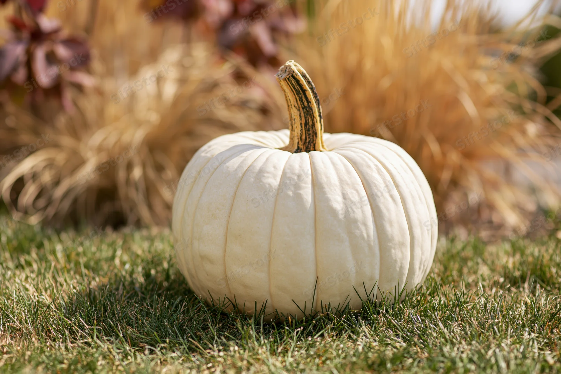White ghost pumpkin resting on short green grass in a garden with hay bales in the background