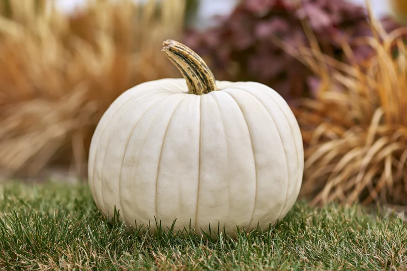 White ghost pumpkin resting on green grass with dried foliage in background