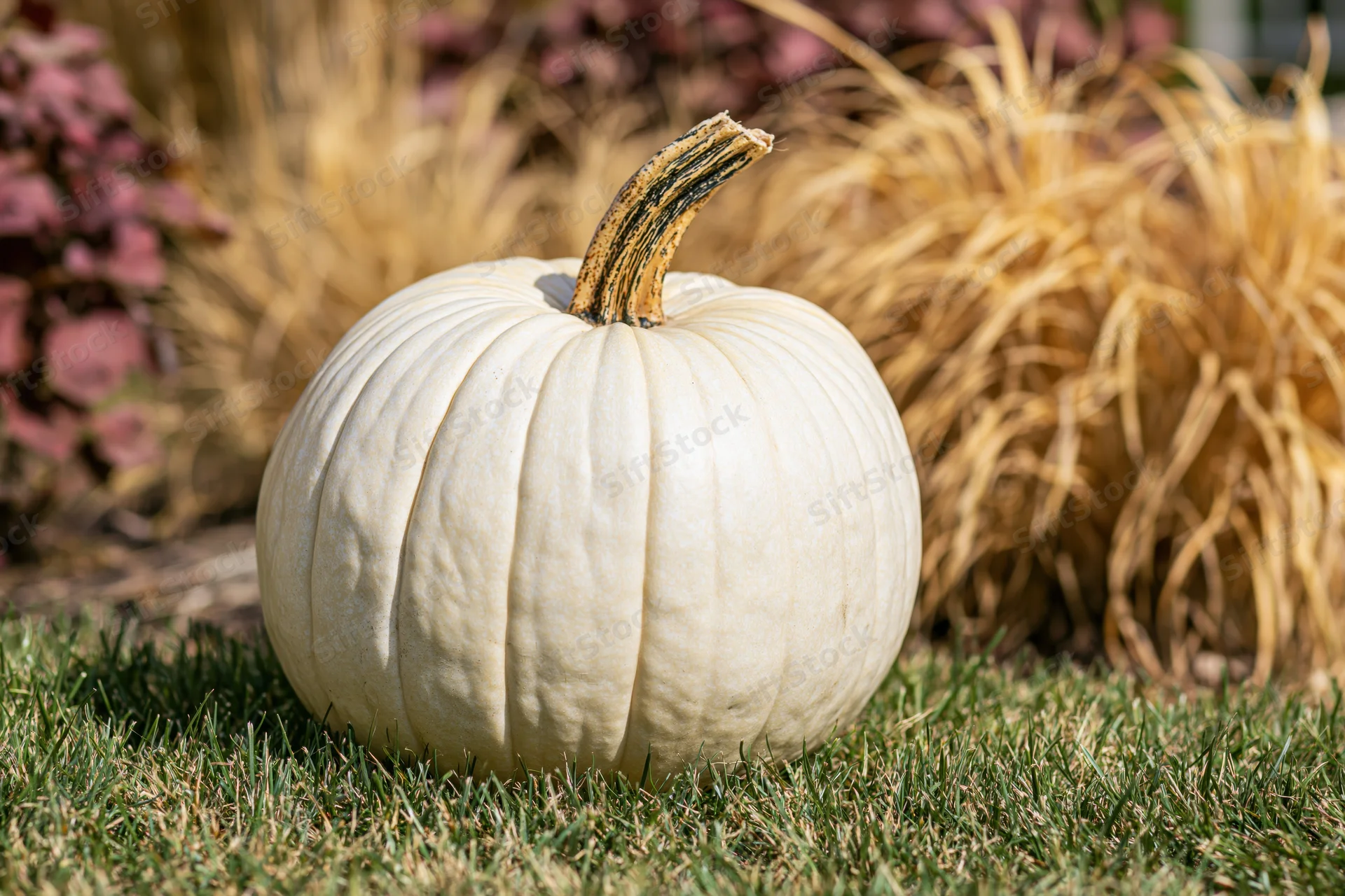 White ghost pumpkin resting on green grass in a garden setting