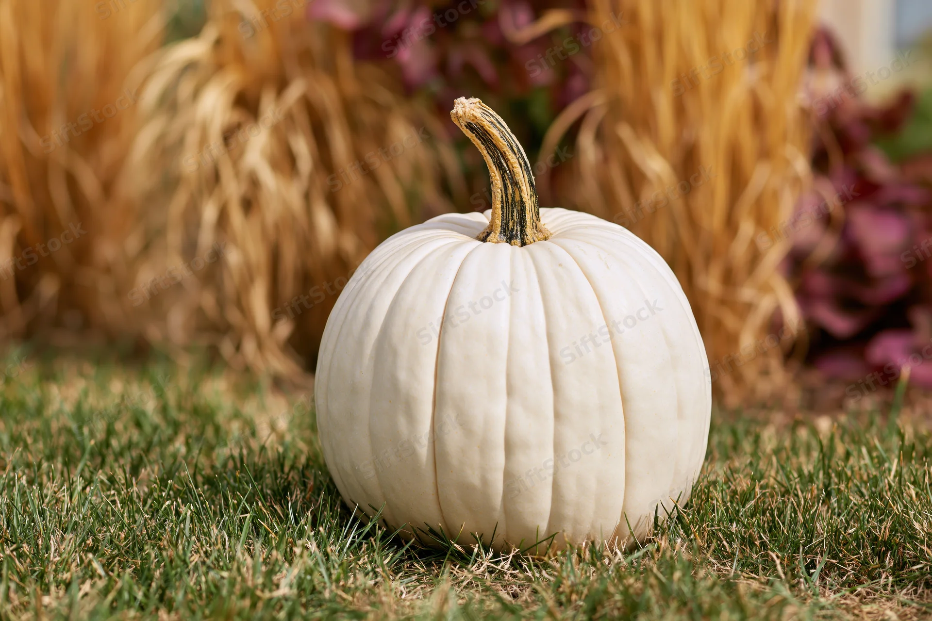 White ghost pumpkin resting on short green grass in a garden with hay bales and purple foliage in the background