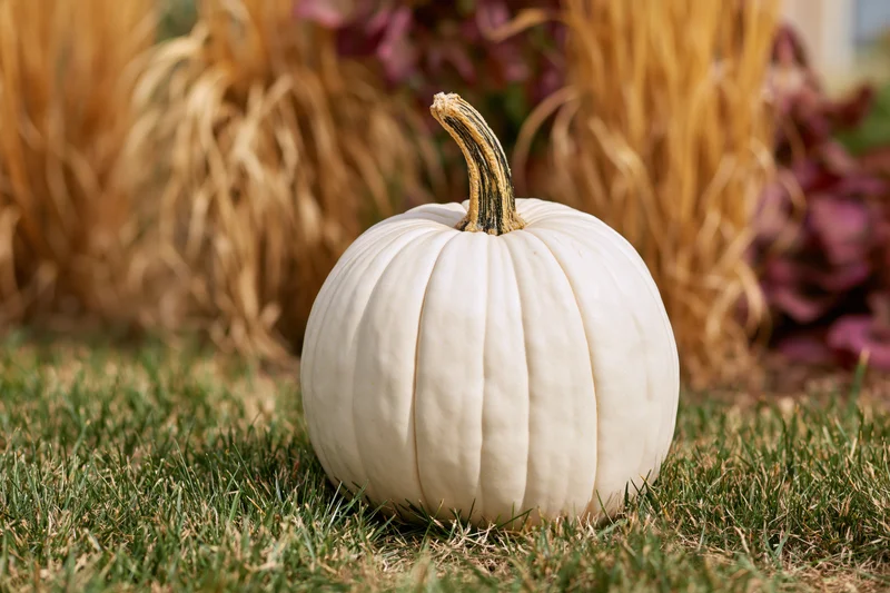 White ghost pumpkin resting on short green grass in a garden with hay bales and purple foliage in the background
