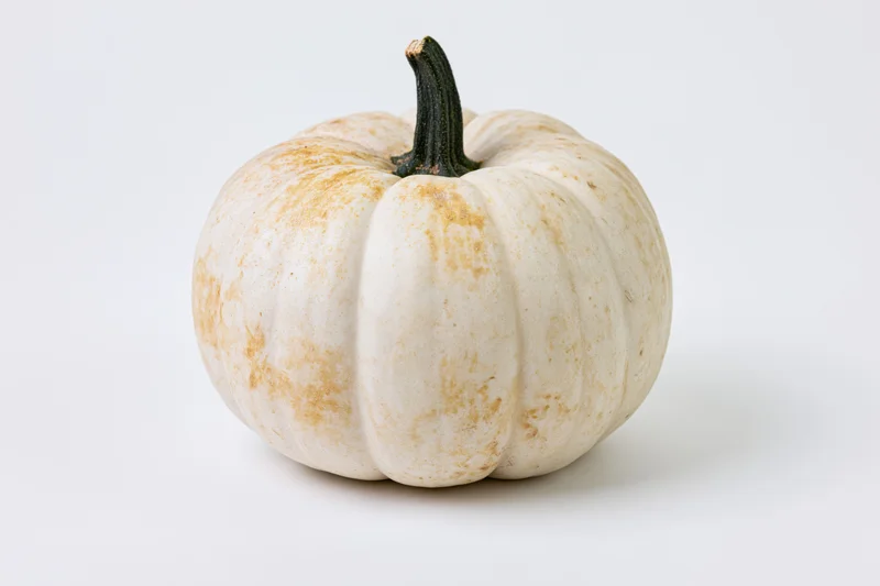 White ghost pumpkin with dark green stem centered on plain white surface