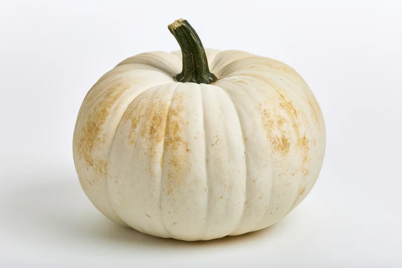 White ghost pumpkin with dark green stem centered on white background