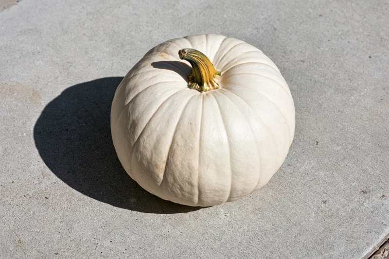White ghost pumpkin with dried green-gold stem resting on concrete ground in sunlight