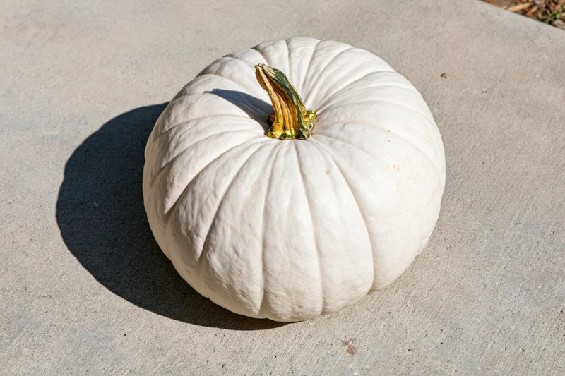 White ghost pumpkin with dried green-gold stem resting on concrete ground in sunlight