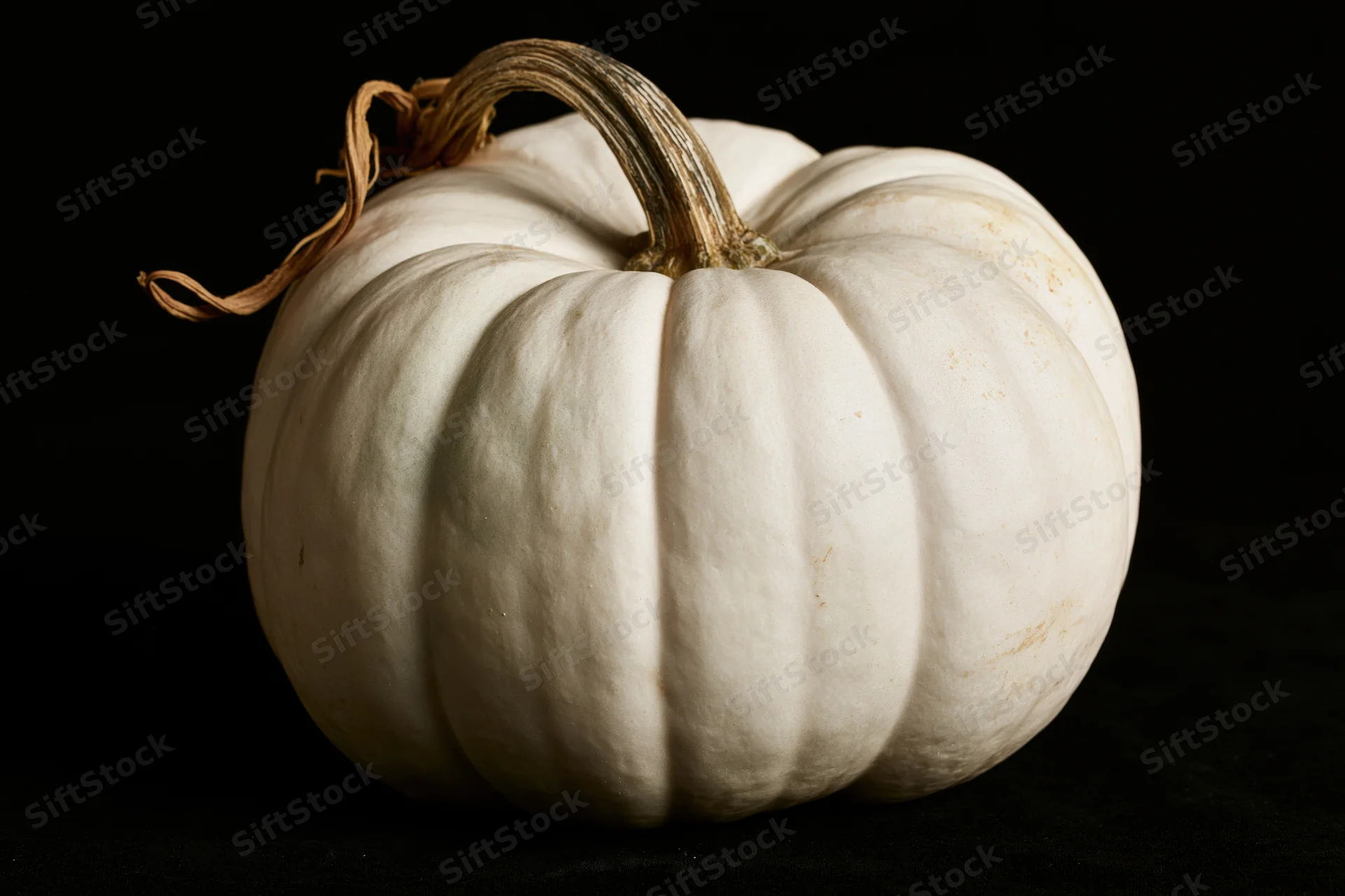 White ghost pumpkin with dried woody stem and curl on black background