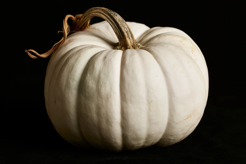 White ghost pumpkin with dried woody stem and curl on black background