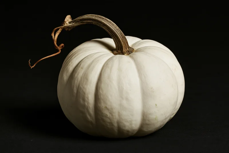 White ghost pumpkin with dried woody stem and curl on black background