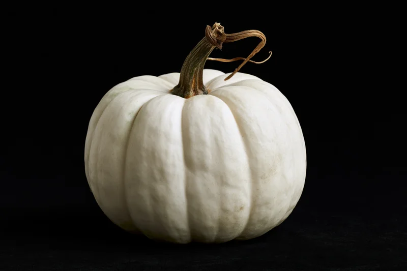 White ghost pumpkin with dried woody stem and curl on black background