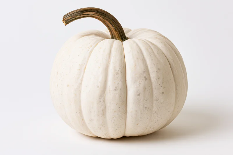 White heirloom pumpkin with curved stem on plain white surface