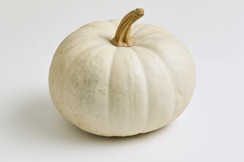 White pumpkin with dry tan stem on plain white background
