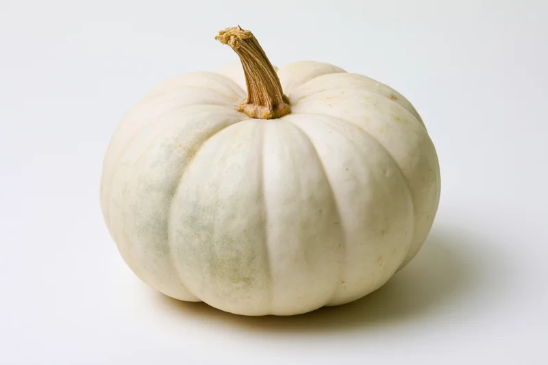 White pumpkin with dry tan stem on plain white surface