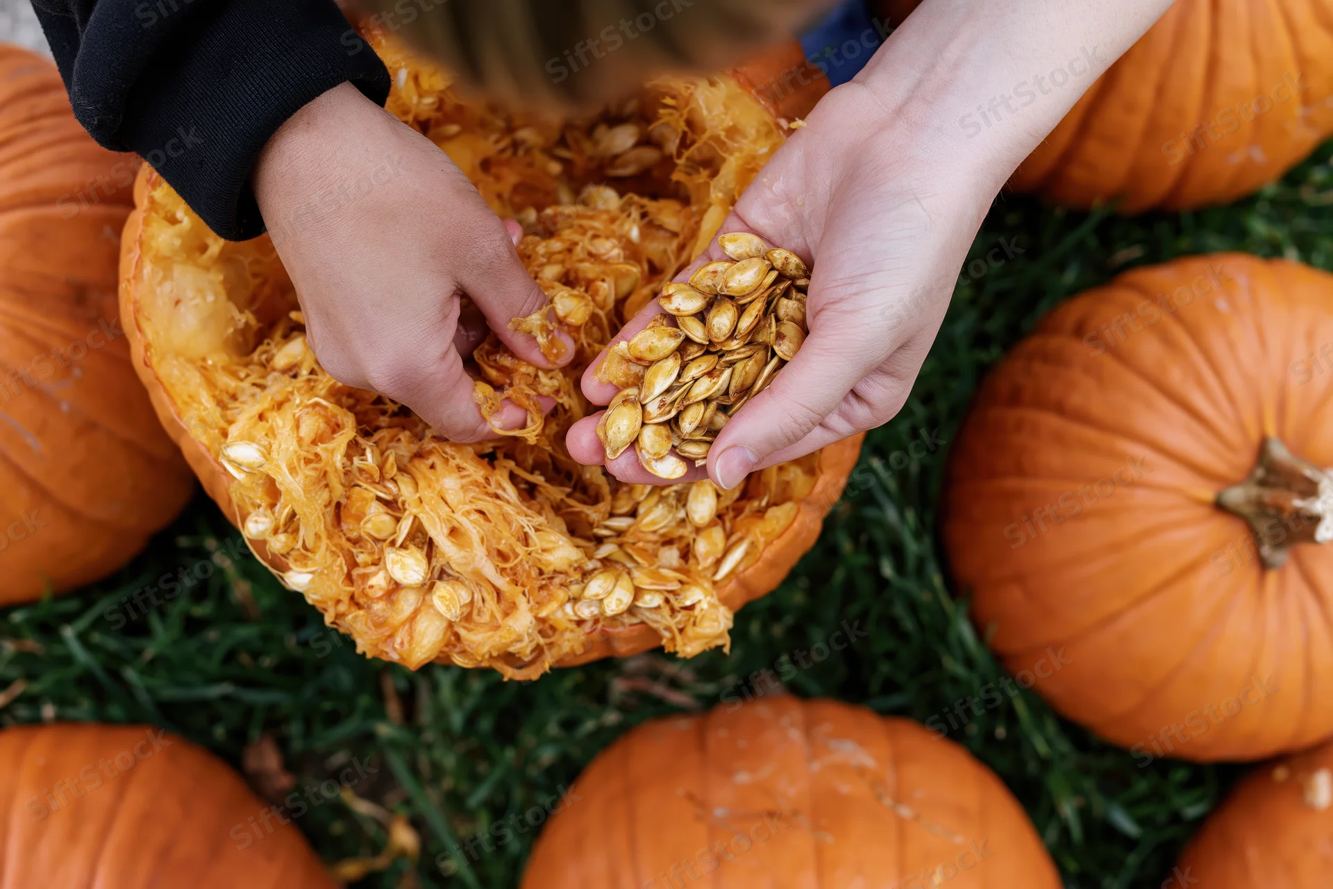 Child and adult hands scooping pumpkin seeds from a carved pumpkin on grass surrounded by pumpkins