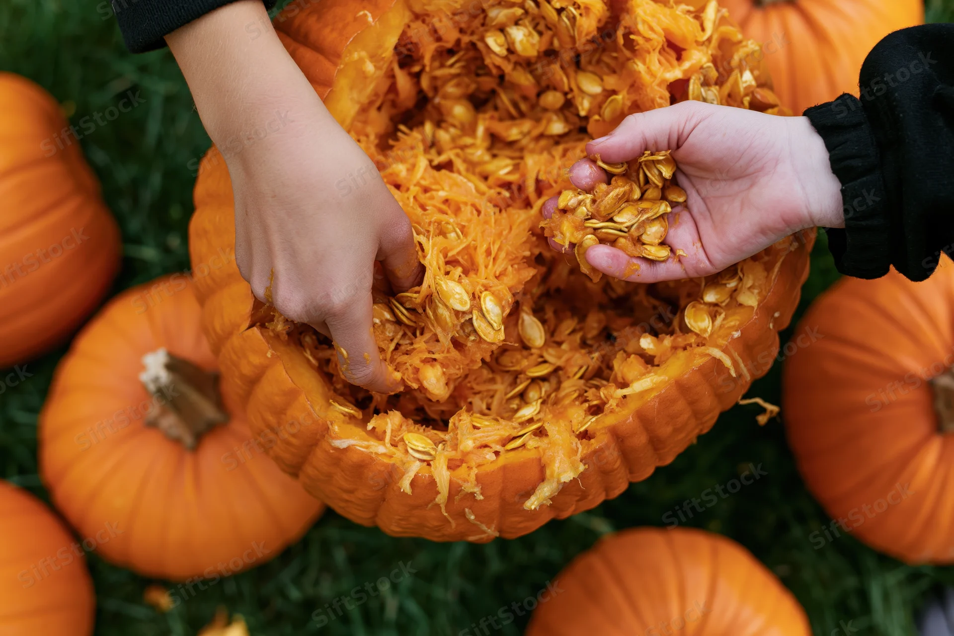Hands scooping seeds and pulp from a carved pumpkin on grass surrounded by pumpkins