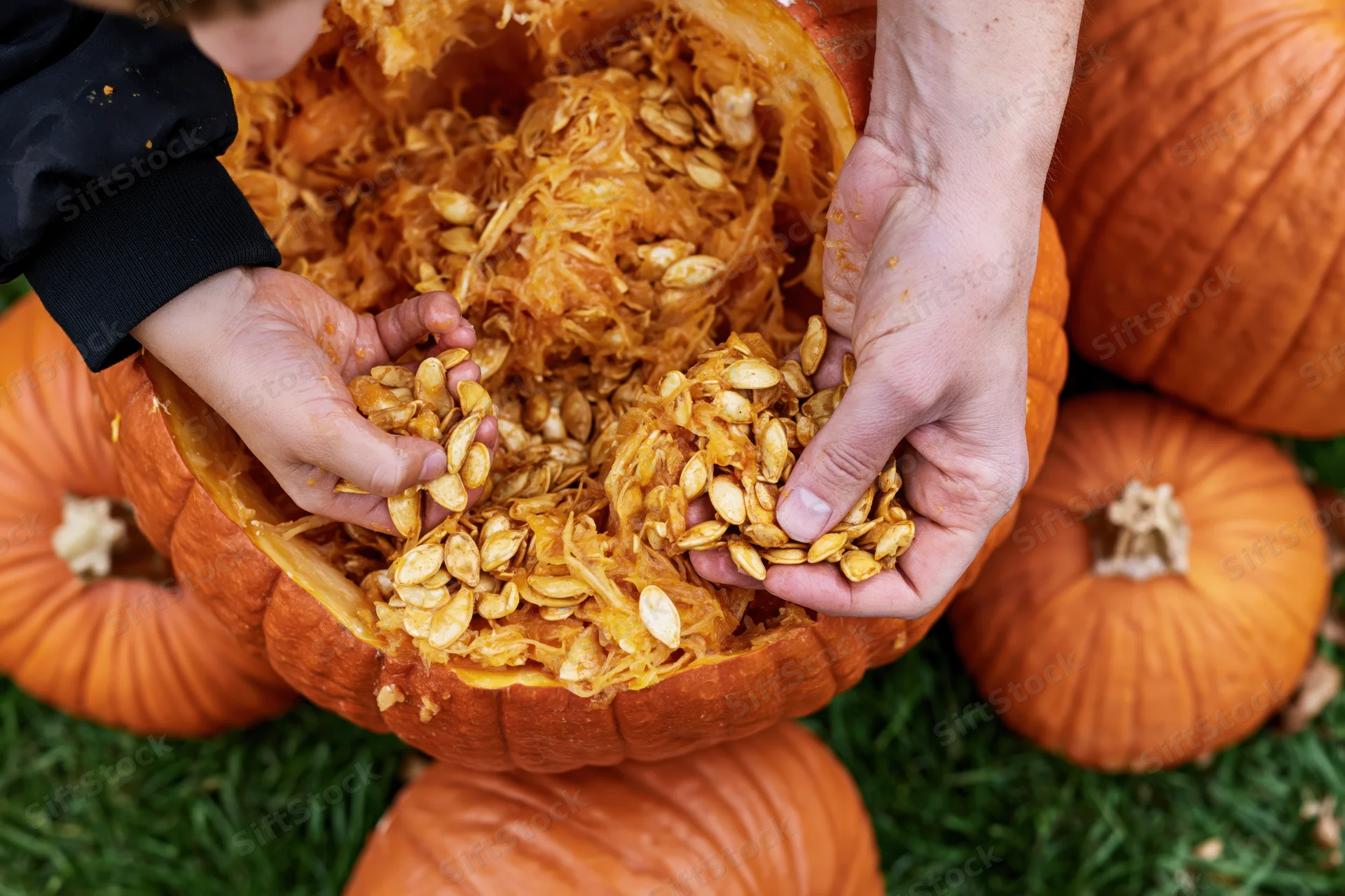 Adult and child hands scooping wet pumpkin seeds from a carved pumpkin on grass surrounded by pumpkins