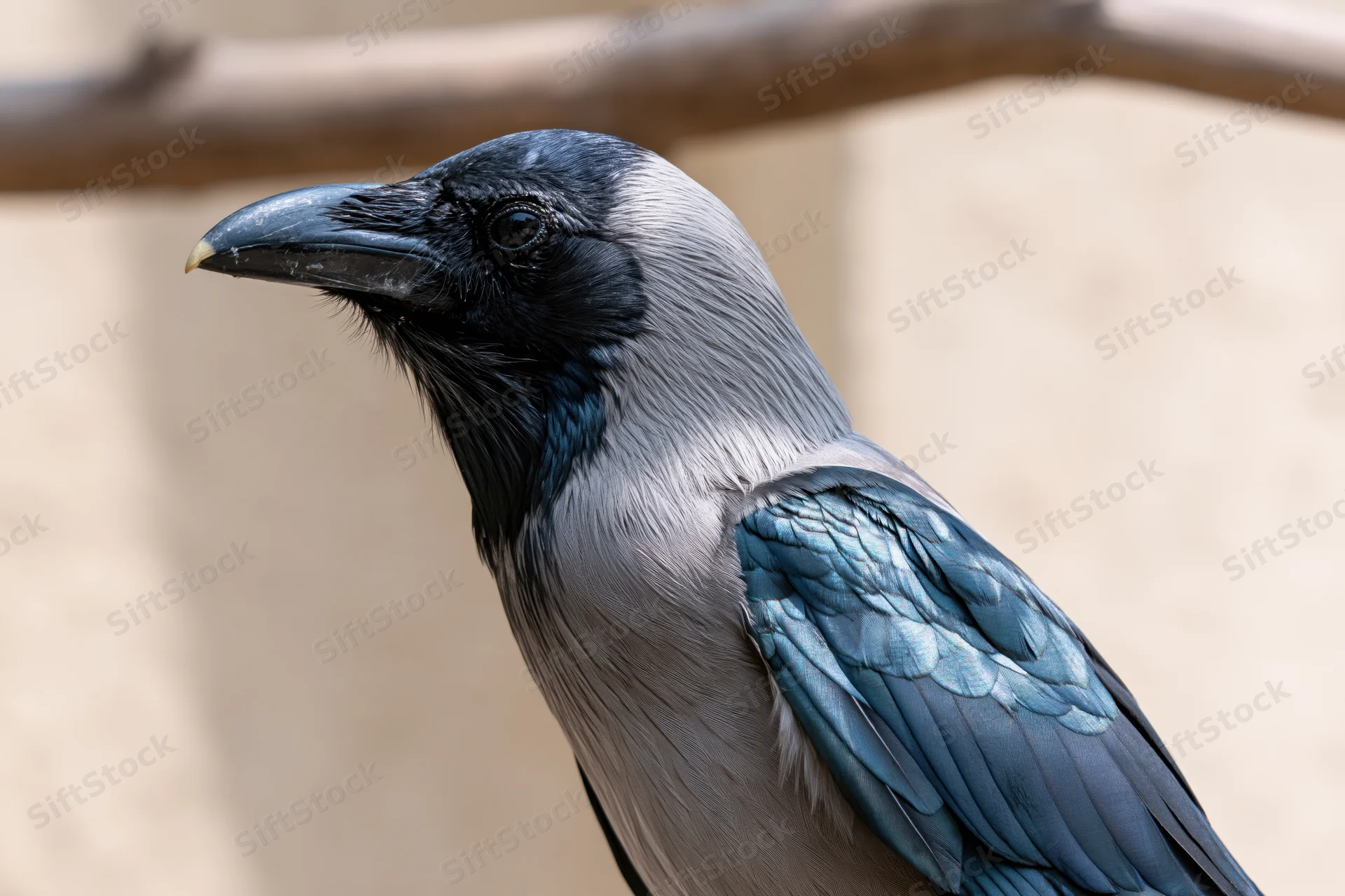 Indian house crow perched alert turning head in profile view