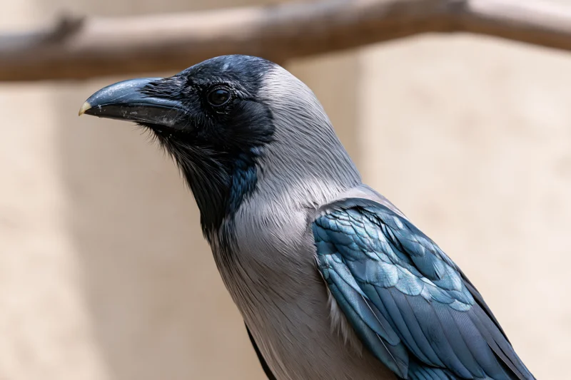 Indian house crow perched alert turning head in profile view