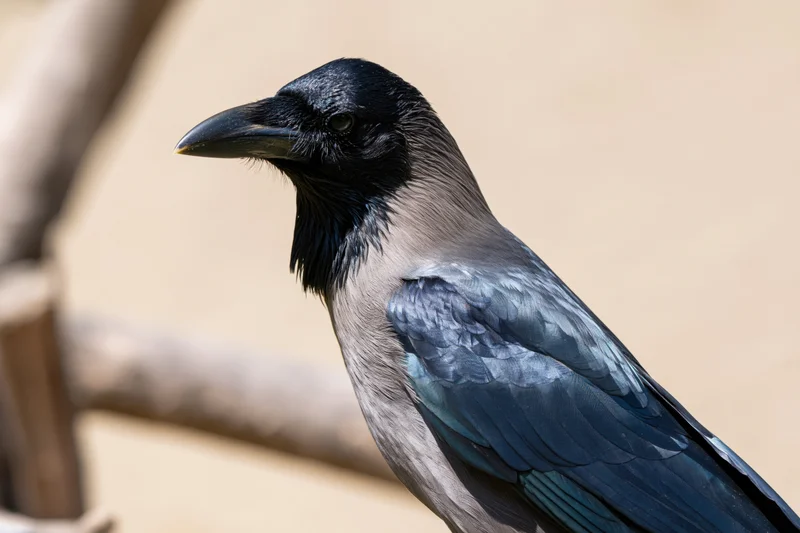Indian house crow perched alert turning head in profile against blurred natural background