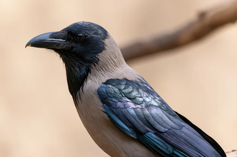 Indian house crow perched alert turning head in profile against blurred natural background