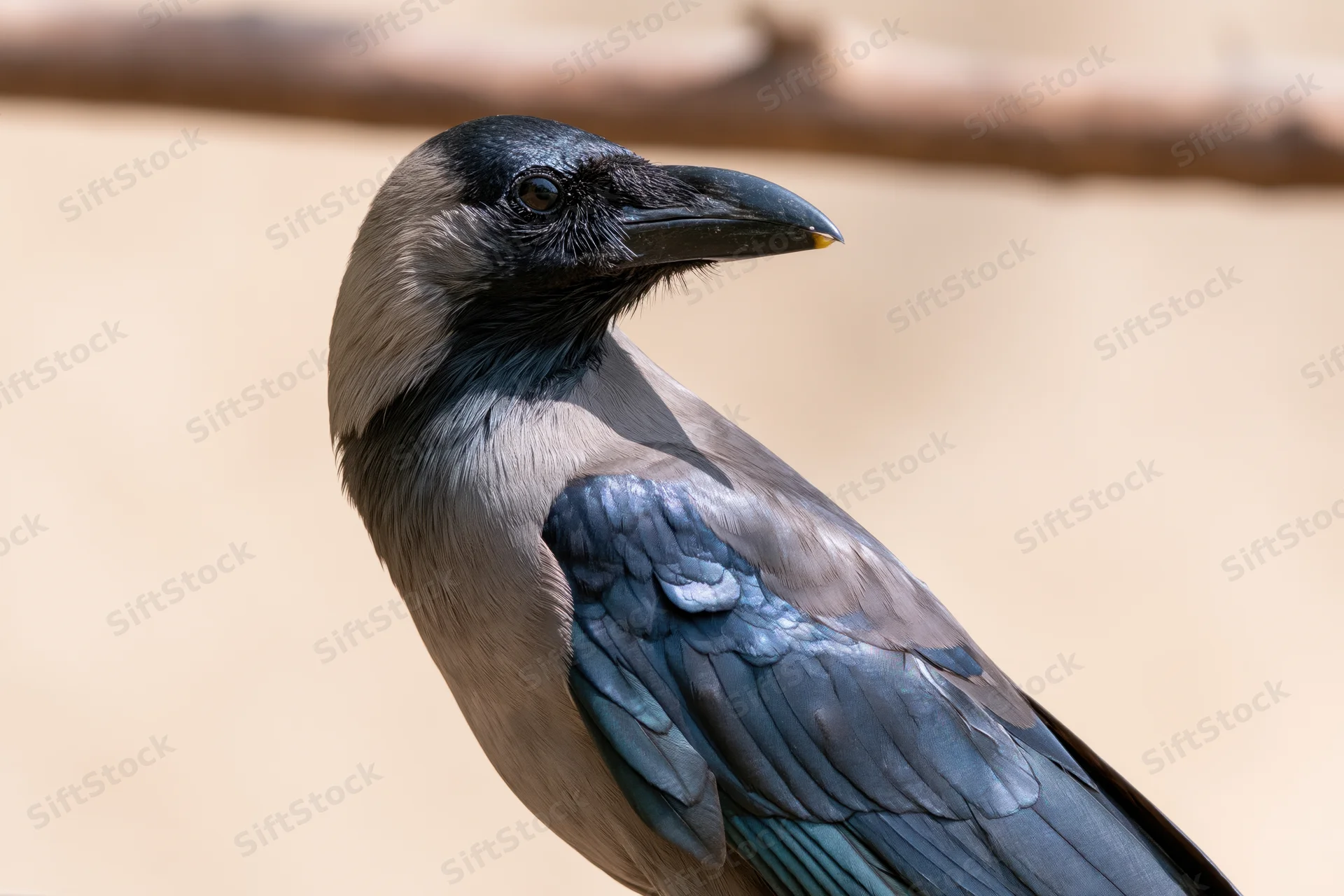 Indianhousecrow perched and turning its head in profile view outdoors